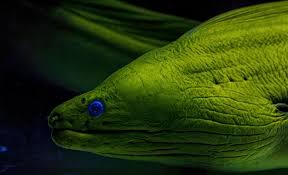 Image result for Gymnothorax funebris