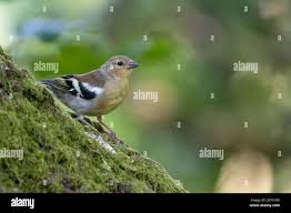 Attēlu rezultāti vaicājumam “Fringilla coelebs juvenile”