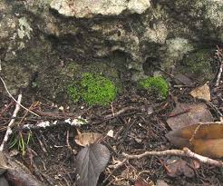 Attēlu rezultāti vaicājumam “Weissia squarrosa”