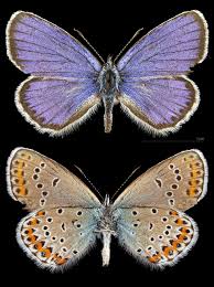 Attēlu rezultāti vaicājumam “Plebejus argyrognomon underside”
