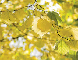 Attēlu rezultāti vaicājumam “Corylus colurna”