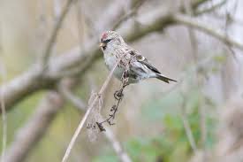 Attēlu rezultāti vaicājumam “Carduelis flammea male”