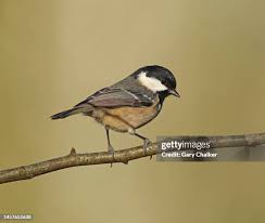 Attēlu rezultāti vaicājumam “Periparus ater”