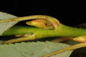 Attēlu rezultāti vaicājumam “Salix daphnoides subsp. acutifolia bud”