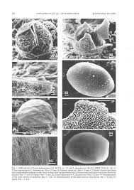 Attēlu rezultāti vaicājumam “Licea chelonoides spores”