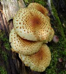 Attēlu rezultāti vaicājumam “Pholiota squarrosoides”