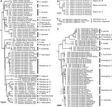 Image result for Chelon tricuspidens