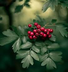 Attēlu rezultāti vaicājumam “Crataegus monogyna subsp. nordica”