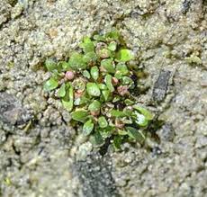 Attēlu rezultāti vaicājumam “Elatine hydropiper leaf”