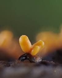 Attēlu rezultāti vaicājumam “Trichia ambigua spores”