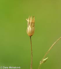 Attēlu rezultāti vaicājumam “Stellaria nemorum flower”
