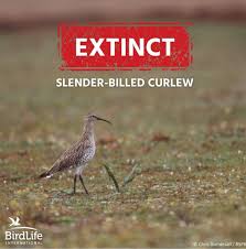 Image result for Numenius tenuirostris