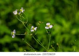 Attēlu rezultāti vaicājumam “Alisma plantago-aquatica flower”