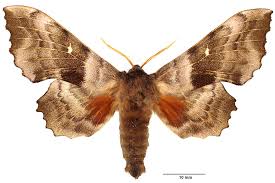 Attēlu rezultāti vaicājumam “Laothoe populi imago”