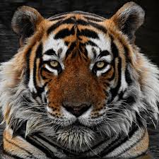 Kuvahaun tulos haulle tigers