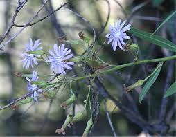 Attēlu rezultāti vaicājumam “Lactuca tatarica”