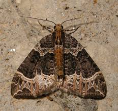 Attēlu rezultāti vaicājumam “Ecliptopera silaceata”