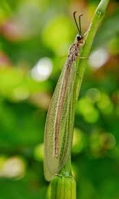 Attēlu rezultāti vaicājumam “Myrmeleontidae imago”