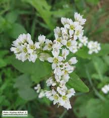 Attēlu rezultāti vaicājumam “Fagopyrum esculentum leaf”