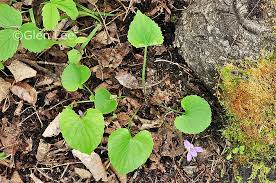 Attēlu rezultāti vaicājumam “Viola collina leaf”
