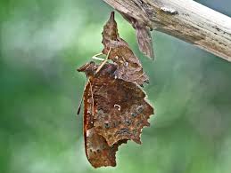 Attēlu rezultāti vaicājumam “Polygonia c-album underside”