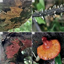 Attēlu rezultāti vaicājumam “Pistillaria sp.”