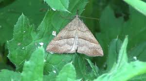 Attēlu rezultāti vaicājumam “Polypogon tentacularius”