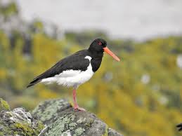 Attēlu rezultāti vaicājumam “Haematopus ostralegus adult”