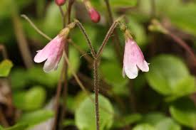 Attēlu rezultāti vaicājumam “Linnaea borealis flower”
