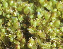 Attēlu rezultāti vaicājumam “Lophozia longidens”