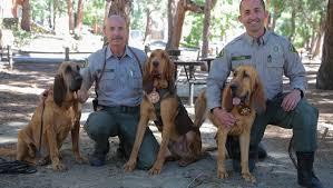 Image result for Carlisle BloodHounds