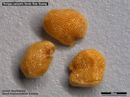 Attēlu rezultāti vaicājumam “Rorippa palustris fruit”