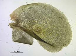 Attēlu rezultāti vaicājumam “Scapania nemorea”