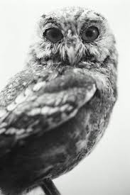 Attēlu rezultāti vaicājumam “Strigiformes”