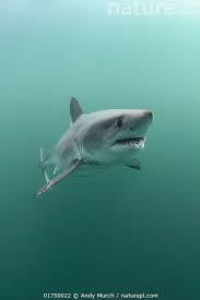 Image result for Lamna nasus