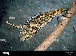 Attēlu rezultāti vaicājumam “Myrmeleontidae imago”