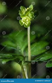 Attēlu rezultāti vaicājumam “Adoxa moschatellina flower”