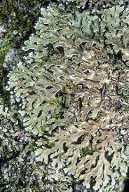 Attēlu rezultāti vaicājumam “Physconia enteroxantha”