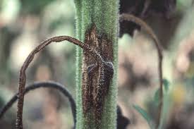 Attēlu rezultāti vaicājumam “Diachea dictyospora (syn. Craterium dictyosporum) stalked”