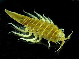 Attēlu rezultāti vaicājumam “Saduria entomon”