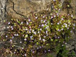 Attēlu rezultāti vaicājumam “Cymbalaria muralis flower”