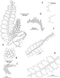 Attēlu rezultāti vaicājumam “Lophocolea”