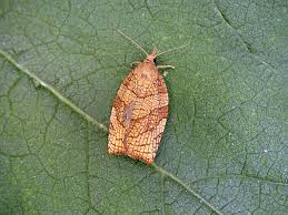 Attēlu rezultāti vaicājumam “Pandemis corylana”