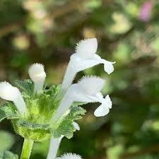 Attēlu rezultāti vaicājumam “Lamium amplexicaule flower”
