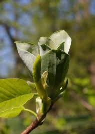 Attēlu rezultāti vaicājumam “Magnolia acuminata bud”