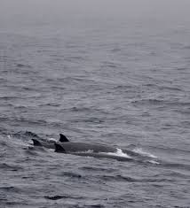 Image result for Hyperoodon ampullatus