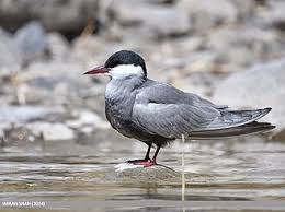 Attēlu rezultāti vaicājumam “Chlidonias hybrida”