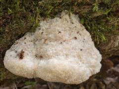 Attēlu rezultāti vaicājumam “Phleogena faginea sessile”