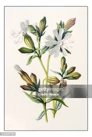 Attēlu rezultāti vaicājumam “Silene latifolia subsp. alba flower”