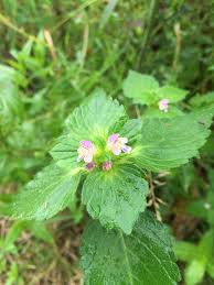 Image result for Galeopsis segetum